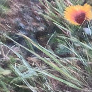 Meet your Posher, Alia